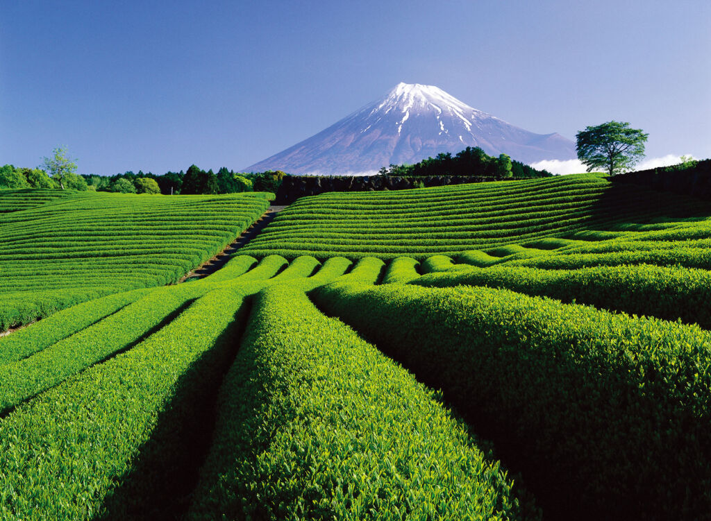 Matcha
